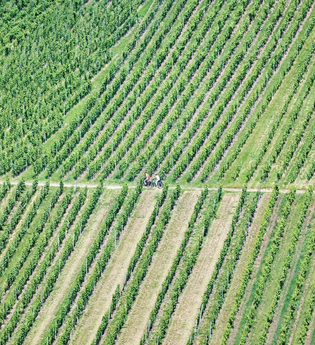 Radfahrer fahren im Weinberg | © Touristikgemeinschaft Hohenlohe e. V. | Florian Trykowski