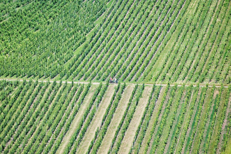 Radfahrer fahren im Weinberg | © Touristikgemeinschaft Hohenlohe e. V. | Florian Trykowski