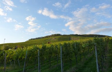 Weinlehrpfad Horrheim | © Land der 1000 Hügel - Kraichgau-Stromberg