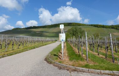 Weinlehrpfad Horrheim | © Land der 1000 Hügel - Kraichgau-Stromberg