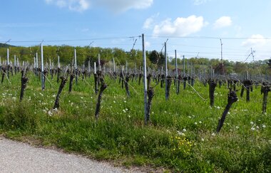 Weinlehrpfad Horrheim | © Land der 1000 Hügel - Kraichgau-Stromberg