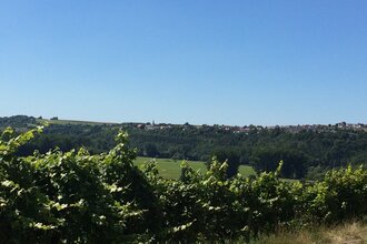 Weinlehrpfad Krautheim-Klepsau | © Touristikgemeinschaft Hohenlohe, Künzelsau / Marion Schlund