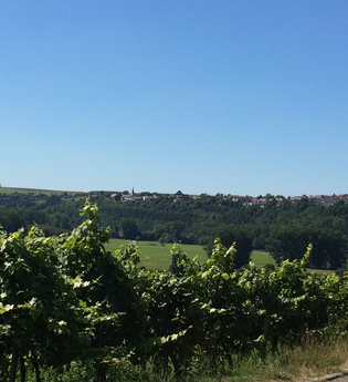 Weinlehrpfad Krautheim-Klepsau | © Touristikgemeinschaft Hohenlohe, Künzelsau / Marion Schlund