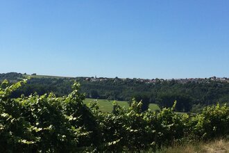 Weinlehrpfad Krautheim-Klepsau | © Touristikgemeinschaft Hohenlohe, Künzelsau / Marion Schlund