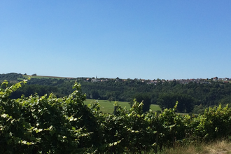 Weinlehrpfad Krautheim-Klepsau | © Touristikgemeinschaft Hohenlohe, Künzelsau / Marion Schlund