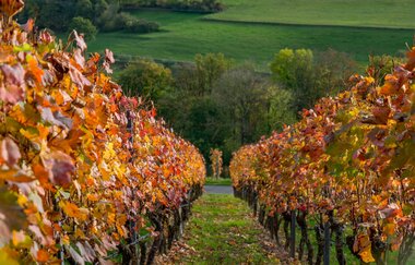 Weinlehrpfad Markelsheim