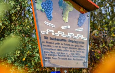 Weinlehrpfad Markelsheim