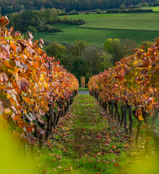 Weinlehrpfad Markelsheim