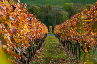 Weinlehrpfad Markelsheim