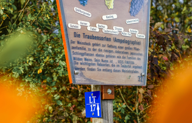 Weinlehrpfad Markelsheim