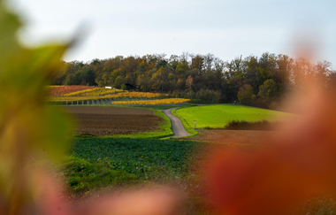Weinlehrpfad Markelsheim