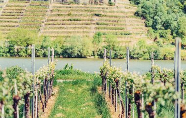 Weinlandschaft am Neckartal-Radweg | © Touristikgemeinschaft HeilbronnerLand e.V.