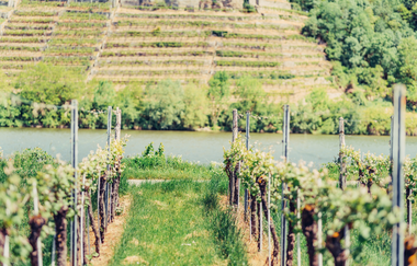 Weinlandschaft am Neckartal-Radweg | © Touristikgemeinschaft HeilbronnerLand e.V.