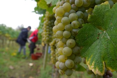© Land der 1000 Hügel - Kraichgau-Stromberg