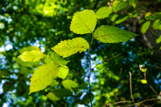 Weinwanderweg 2 | © Land der 1000 Hügel - Kraichgau-Stromberg