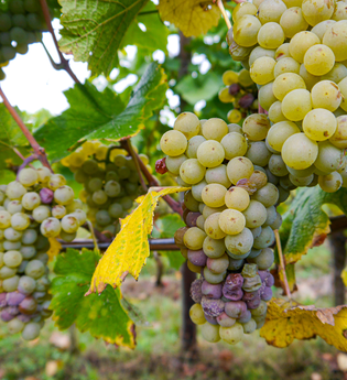 Weinwanderweg 3 | © Land der 1000 Hügel - Kraichgau-Stromberg