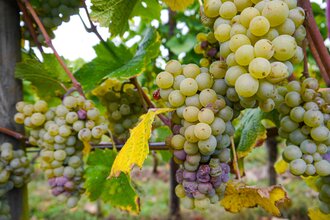 Weinwanderweg 3 | © Land der 1000 Hügel - Kraichgau-Stromberg