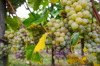 Weinwanderweg 3 | © Land der 1000 Hügel - Kraichgau-Stromberg