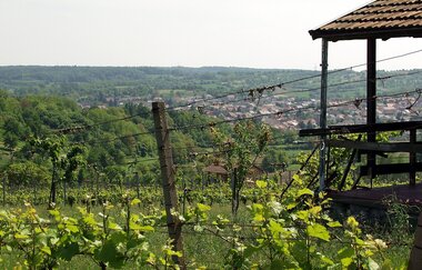 Weinwanderweg Kraichtal IVV- Besenhex (Kurz- und Langroute) | © Stadtmarketing Kraichtal