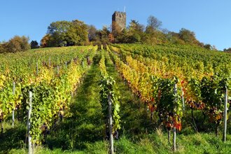 Wengertschützenrunde zum Sandberg und Schloßberg | © Land der 1000 Hügel - Kraichgau-Stromberg