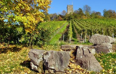 Wengertschützenrunde zum Sandberg und Schloßberg | © Land der 1000 Hügel - Kraichgau-Stromberg