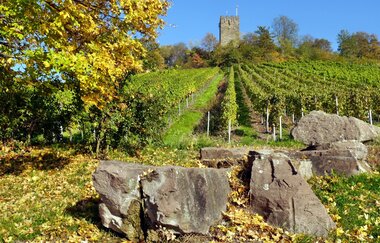 Wengertschützenrunde zum Sandberg und Schloßberg | © Land der 1000 Hügel - Kraichgau-Stromberg