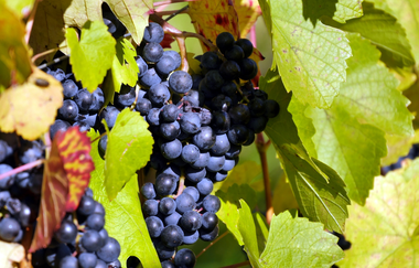 Wengertschützenrunde zum Sandberg und Schloßberg | © Gemeinde Sternenfels