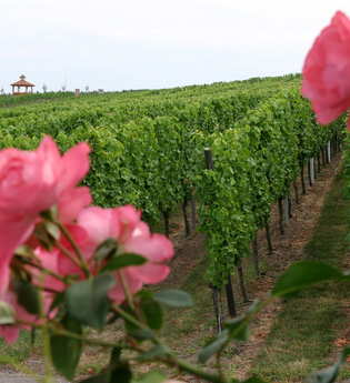 Wiesloch Rundwanderung | © Winzerkeller und Weinpavillon Wiesloch