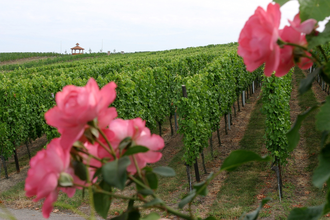 Wiesloch Rundwanderung | © Winzerkeller und Weinpavillon Wiesloch