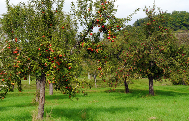 Wo der "Wilde Fritz" haust und der "König" thront | © Land der 1000 Hügel - Kraichgau-Stromberg