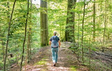 Wanderer im Wald | © Touristikgemeinschaft Hohenlohe e. V. | Florian Trykowski