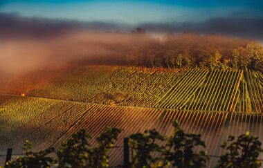 Vogelperspektive auf die Weinberge in Weinsberg | © Touristikgemeinschaft HeilbronnerLand e.V.