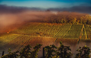 Vogelperspektive auf die Weinberge in Weinsberg | © Touristikgemeinschaft HeilbronnerLand e.V.