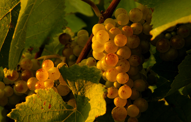 Weintraube | Weinsberger Tal | Tourismus im Weinsberger Tal | © Wolfram Linnebach | Tourismus im Weinsberger Tal