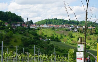 WeinWandern im Naturpark Schwäbisch-Fränkischer Wald | Löwenstein | Weinsberger Tal | HeilbronnerLand | © Tourismus im Weinsberger Tal