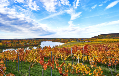 Herbstliche Weinberge am Breitenauer See | Weinsberger Tal | © Tourismus im Weinsberger Tal