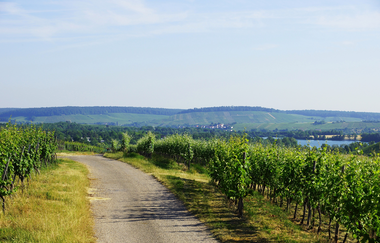Blick über den Breitenauer See durch die Weinberge | © Wolfram Linnebach | Tourismus im Weinsberger Tal