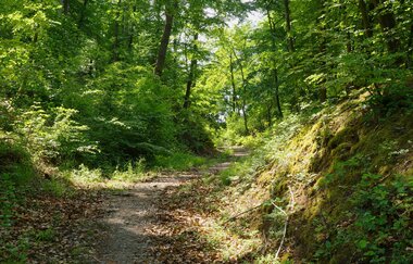Waldweg Wolfertsberg | Löwenstein | HeilbronnerLand | © Tourismus im Weinsberger Tal