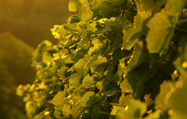 Weinreben | Weinsberger Tal | Tourismus im Weinsberger Tal | © Wolfram Linnebach | Tourismus im Weinsberger Tal
