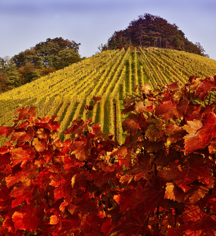 Weinberge im Herbst | Weinsberger Tal | Tourismus im Weinsberger Tal | © Rudolf Mester | Tourismus im Weinsberger Tal