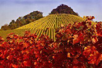 Weinberge im Herbst | Weinsberger Tal | Tourismus im Weinsberger Tal | © Rudolf Mester | Tourismus im Weinsberger Tal