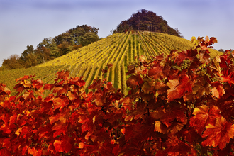 Weinberge im Herbst | Weinsberger Tal | Tourismus im Weinsberger Tal | © Rudolf Mester | Tourismus im Weinsberger Tal