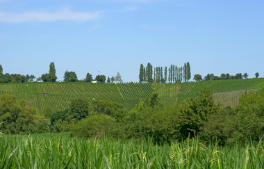 Ellhofen | Weinsberger Tal | Ketzersberg | © Tourismus im Weinsberger Tal e.V.