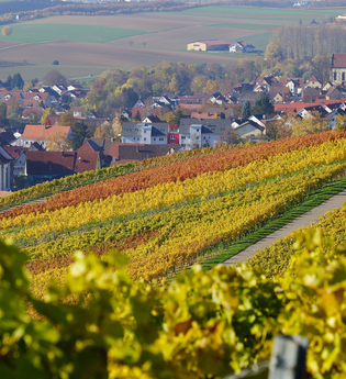 Blick auf den Weinsüden Weinort Erlenbach | HeilbronnerLand | © Tourismus im Weinsberger Tal