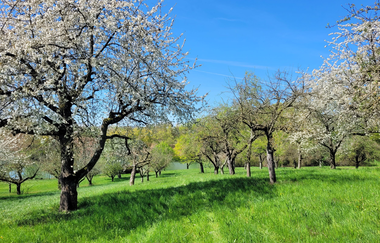 Blick durch blühende Obstbäume auf einer Wiese | © Touristikgemeinschaft HeilbronnerLand