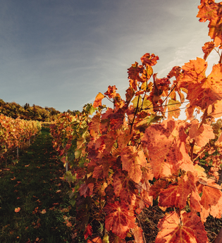 Weinreben im Herbst | © Touristikgemeinschaft Heilbronnerland e.V.