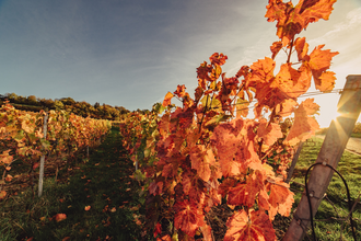 Weinreben im Herbst | © Touristikgemeinschaft Heilbronnerland e.V.
