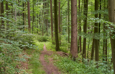 Wüstenrot | Rundwanderweg 1 | Naturpark Schwäbisch-Fränkischer Wald | © Tourismus im Weinsberger Tal