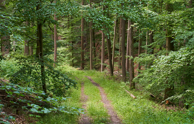 Wüstenrot | Rundwanderweg 1 | Naturpark Schwäbisch-Fränkischer Wald | © Tourismus im Weinsberger Tal