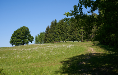 Wüstenrot Rundwanderweg 4 | Wald- und Feldwege | Weinsberger Tal | © Tourismus im Weinsberger Tal